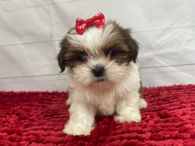 puppy, for, sale, Shih Tzu, Alisa  Breedlove, dog, breeder, Waynesville, MO, dog-breeder, puppy-for-sale, forsale, nearby, find, puppyfind, locator, puppylocator, aca